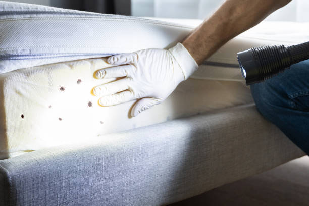 Best Ant Control Services  in Fanwood, NJ