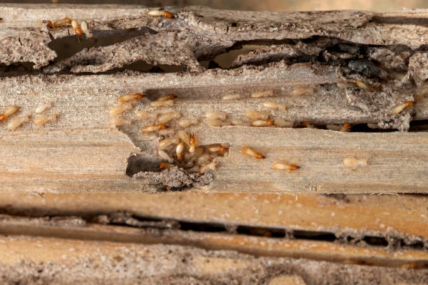 Best Bed Bug Extermination  in Fanwood, NJ